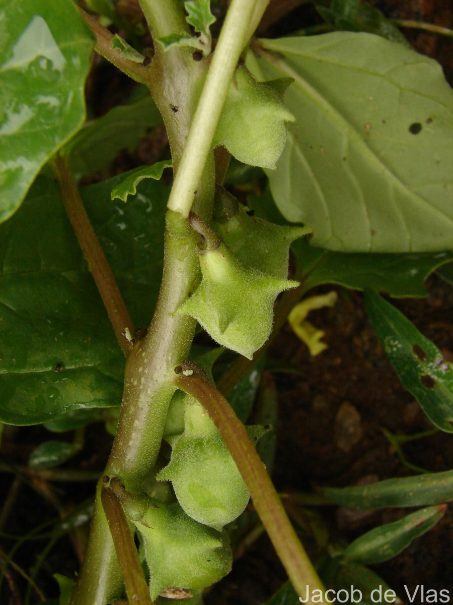 Pedalium murex L.